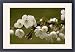 Framed Prints of Wild cherry in flower, after rain from Ardea Wildlife Pets