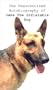 The Unauthorized Autobiography of Jake The Inflatable Dog
