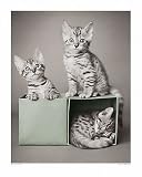 Bengal Kittens, Art Poster by R Hale, size 15.75 x 19.50