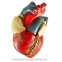 Human Heart Life Size 3D Anatomical Model Educational Anatomy