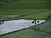 Harvesting Rice, Zhuang Tribe, Guangxi Autonomous Region, China Photographic Poster P...