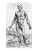Anatomical Study, Illustration from De Humani Corporis Fabrica, 1543 Art Giclee Poster Print by Andreas Vesalius, 12x16