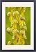 Framed Prints of Man Orchid - in flower. Rare in UK from Ardea Wildlife Pets