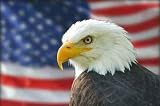 Bald Eagle Flag American Eagle with Flag - 18