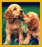 Cocker Spaniel Puppies Bookmark
