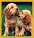 cocker spaniel - Cocker Spaniel Puppies Bookmark