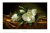 Magnolias on Gold Velvet Cloth Botanical Art Poster Print by Martin Johnson Heade, 36x24