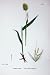 Botany Plants C1902 Ovate Hare'S-Tail Grass Lagurus