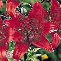 Monte Negro Lily One Cent Sale!