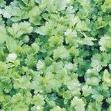 Coriander/Cilantro Herbs – Seed Packet