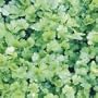 Coriander/Cilantro Herbs - Seed Packet