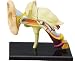 Famemaster 4D-Vision Human Ear Anatomy Model