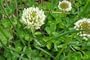 1# of White Clover Seed (Cover Crop, Pasture, Lawns, Wildlife Attractant).
