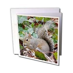Lee Hiller Photography Hot Springs National Park Wildlife - Wildlife Squirrel in the Ivy - Greeting Cards-12 Greeting Cards with envelopes