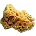 Trimaco LLC 10136 Painting Sponge