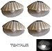 Tools & Hardware : TEKTRUM OUTDOOR SOLAR GARDEN SEA SHELL SPOT LIGHTS (Set of 4)