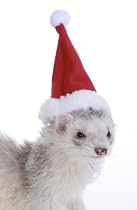 Marshall Pet Santa Hat for Ferrets and Small Animals
