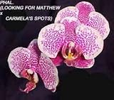Phal. (Looking for Matthew 