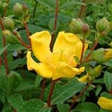 Review Longacres  / Hypericum Hidcote 10L