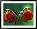 God Rays on Pitcher Plant Blossom, St. Ignace, Michigan, USA Framed Art Poster Print by Claudia Adams, 49x39