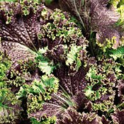 Organic Purple Wave Mustard Greens-150 Seeds-Brassica