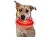 Sporting Goods : Dog Discuit Illuminated Dog Disc