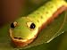Caterpillar of the Spicebush Swallowtail Butterfly, Arlington, Massachusetts, USA Pho...