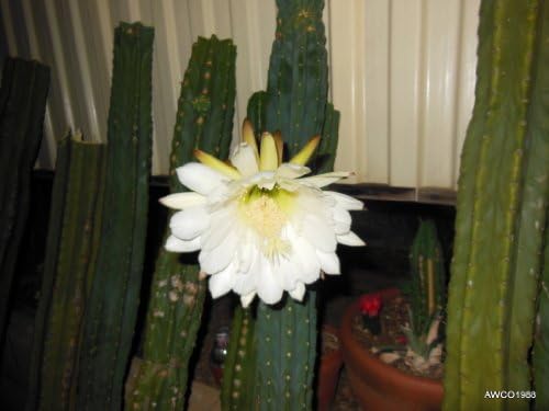 Thirteen Pounds (13 lbs) of San Pedro Cactus Cuttings, Misc Pieces From 3" to 12" Long and of Various Diameters, Trichocereus (Echinopsis) Pachanoi