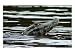 Yacare Caiman Swims in the Rio Negro, Photographic Print by Nicole Duplaix, 24x18