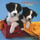 Border Collie Puppies 2008 Wall Calendar