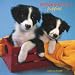Border Collie Puppies 2008 Wall Calendar