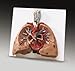 Lungs with Heart  JS6530