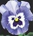 Pansy - Joker - light blue - 25 seeds