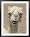 Close-up of a Camel on Market Day Framed Art Poster Print by Joe Scherschel, 39x49
