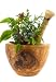 Healing Herbs and Edible Flowers - 18