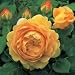 Golden Celebration English Rose Bush Five Gallon Plant