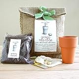 Gingko Tree Kit (Bulb Kit)