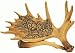 Moose Design on a Moose Antler Lodge Decor 7" (Great Desk or Shelf Decor)