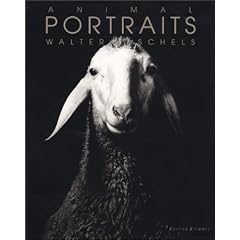 Animal Portraits