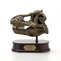 Tyrannosaurus rex Skull Model