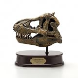 Tyrannosaurus rex Skull Model