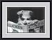 "All About Cats" by Anonymous - Framed Artwork