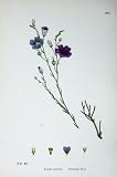Botany Plants C1902 Perennial Flax Linum Perenne Flower