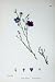Botany Plants C1902 Perennial Flax Linum Perenne Flower