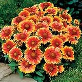 Gaillardia Seeds - Blanket Flower Arizona Sun