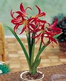Amaryllis Ruby Meyer