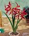 Amaryllis Ruby Meyer