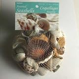 SEASHELLS 12OZ BAG ASSORTED