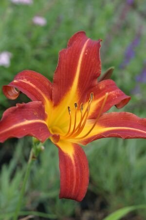 Pflanzenset: 3 x Hemerocallis 'Autumnale Red' - Garten-Taglilie (35)