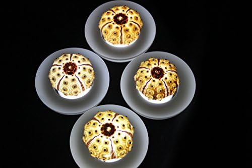SeaThingz Flameless Candles - Sea Urchin for Indoor & Outdoor Decorative Novelty Lighting - LED Battery Operated Tealight for Elegant Home Decor - Unique Nonstandard Shaped Candle Cream pack of 4